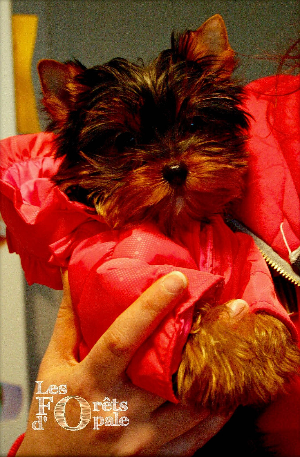 Jeepsy participe au concours pour gagner de l'argent avec cette photo : biewer_terrier, canidae, carnivore, companion_dog, dog, dog_breed, dog_clothes, dog_supply, fashion_accessory, fawn, fur, liver, puppy, small_terrier, snout, sporting_group, terrier, toy_dog, working_animal, yorkipoo