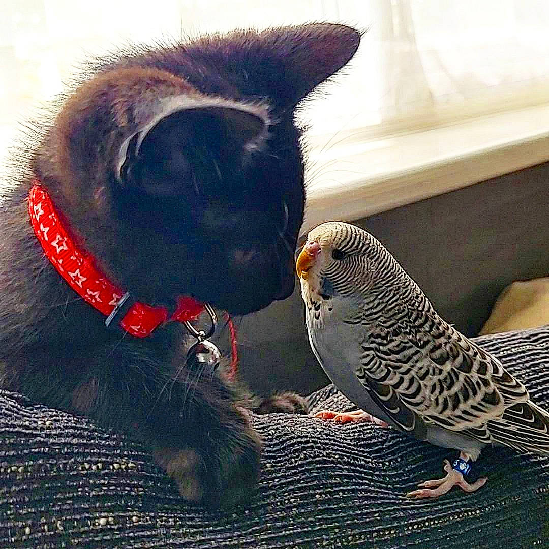 Floki is registered to the contest to win money with this photo: beak, bird, carnivore, cat, claw, collar, comfort, domestic_short_haired_cat, feather, felidae, fur, grey, organism, pet_supply, small_to_medium_sized_cats, tail, terrestrial_animal, toy, whiskers, wing