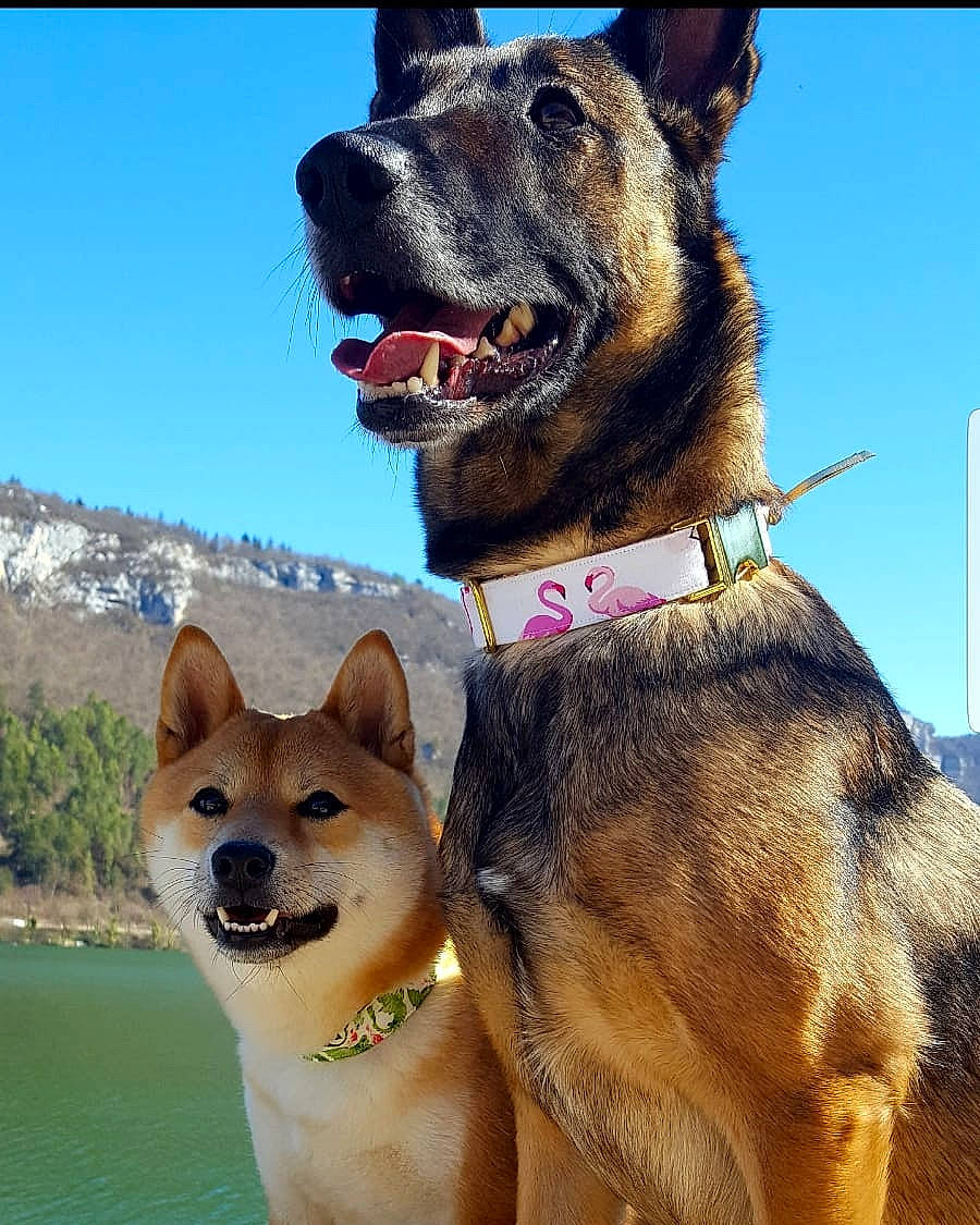 Mandy a rejoint le concours — aidez-le/la à gagner de superbes lots ! akita, ancient_dog_breeds, canidae, carnivore, collar, czechoslovakian_wolfdog, dog, dog_breed, dog_collar, fawn, greenland_dog, kunming_wolfdog, mammal, rare_breed_dog, seppala_siberian_sleddog, shikoku, shiloh_shepherd_dog, snout, sulimov_dog, vertebrate