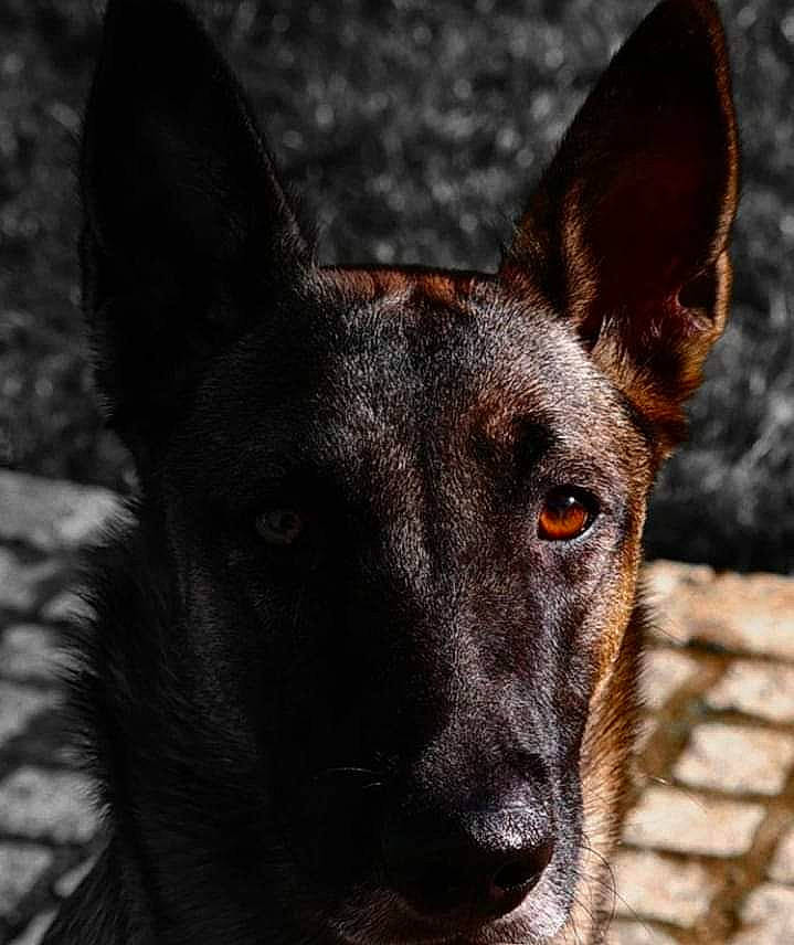 Mandy a rejoint le concours — aidez-le/la à gagner de superbes lots ! canidae, carnivore, dog, dog_breed, ear, formosan_mountain_dog, mammal, rare_breed_dog, snout, vertebrate