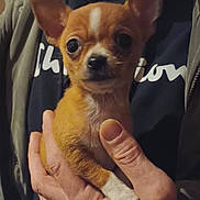 Flyer a rejoint le concours — aidez-le/la à gagner de superbes lots ! accessories, animal, bodypart, canine, chihuahua, dog, finger, hand, jewelry, person, pet, puppy, ring, snout, whitedog