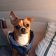 Flyer participe au concours pour gagner de l'argent avec cette photo : animal, blue_jacket, brown_dog, canine, companion, cozy, cute, dog, domestic, expressive_eyes, furniture, home, indoor, pet, pillow, portrait, sitting, small_dog, striped_pillow, warm_lighting