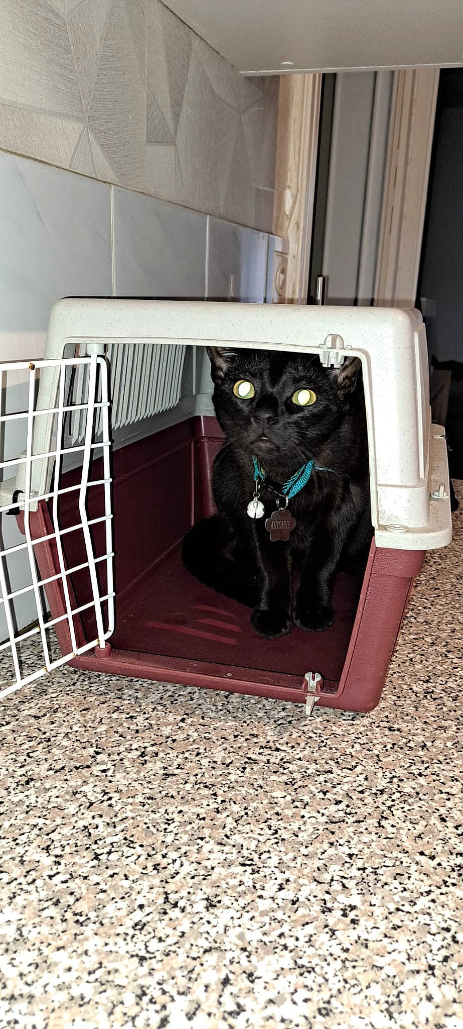 Automne participe au concours pour gagner de l'argent avec cette photo : black_cat, canidae, carnivore, cat, cat_supply, dog_breed, dog_supply, domestic_short_haired_cat, felidae, floor, flooring, fur, mammal, pet_supply, room, small_to_medium_sized_cats, sporting_group, stairs, tail, whiskers