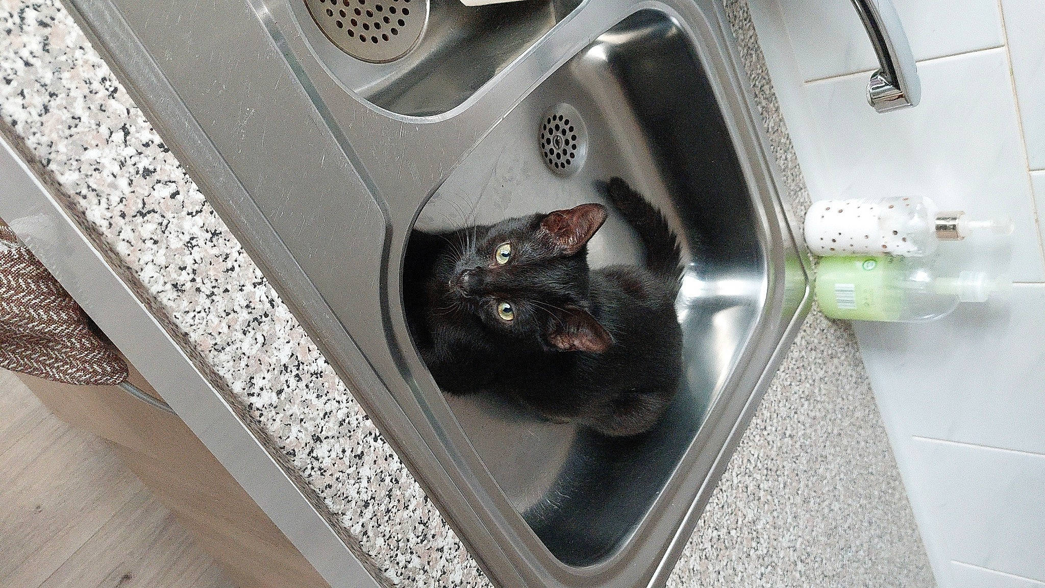 Automne participe au concours pour gagner de l'argent avec cette photo : auto_part, automotive_design, automotive_exterior, automotive_lighting, automotive_tire, automotive_wheel_system, carnivore, cat, domestic_short_haired_cat, felidae, grey, metal, motor_vehicle, personal_luxury_car, rim, small_to_medium_sized_cats, tire, vehicle, vehicle_door, whiskers