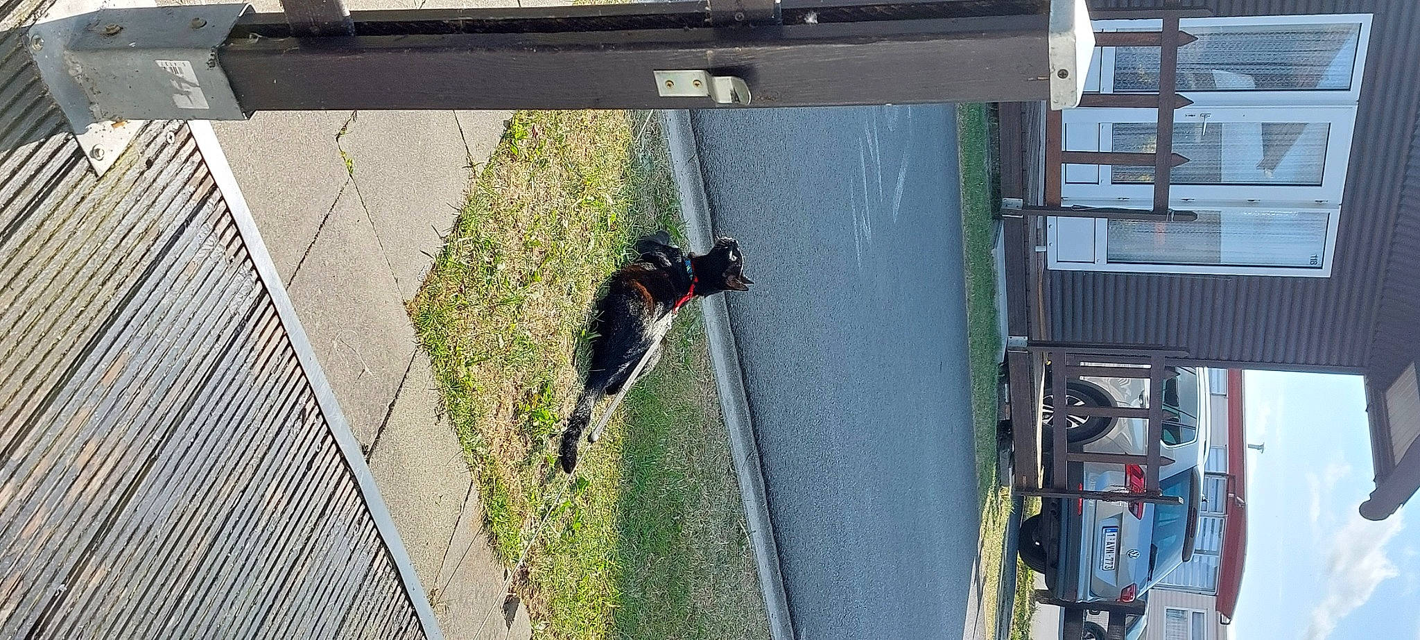 Automne participe au concours pour gagner de l'argent avec cette photo : adventure, asphalt, automotive_tire, building, carnivore, composite_material, concrete, dog, extreme_sport, facade, handrail, recreation, shadow, sidewalk, tire, urban_design, vehicle, water, wheel, window