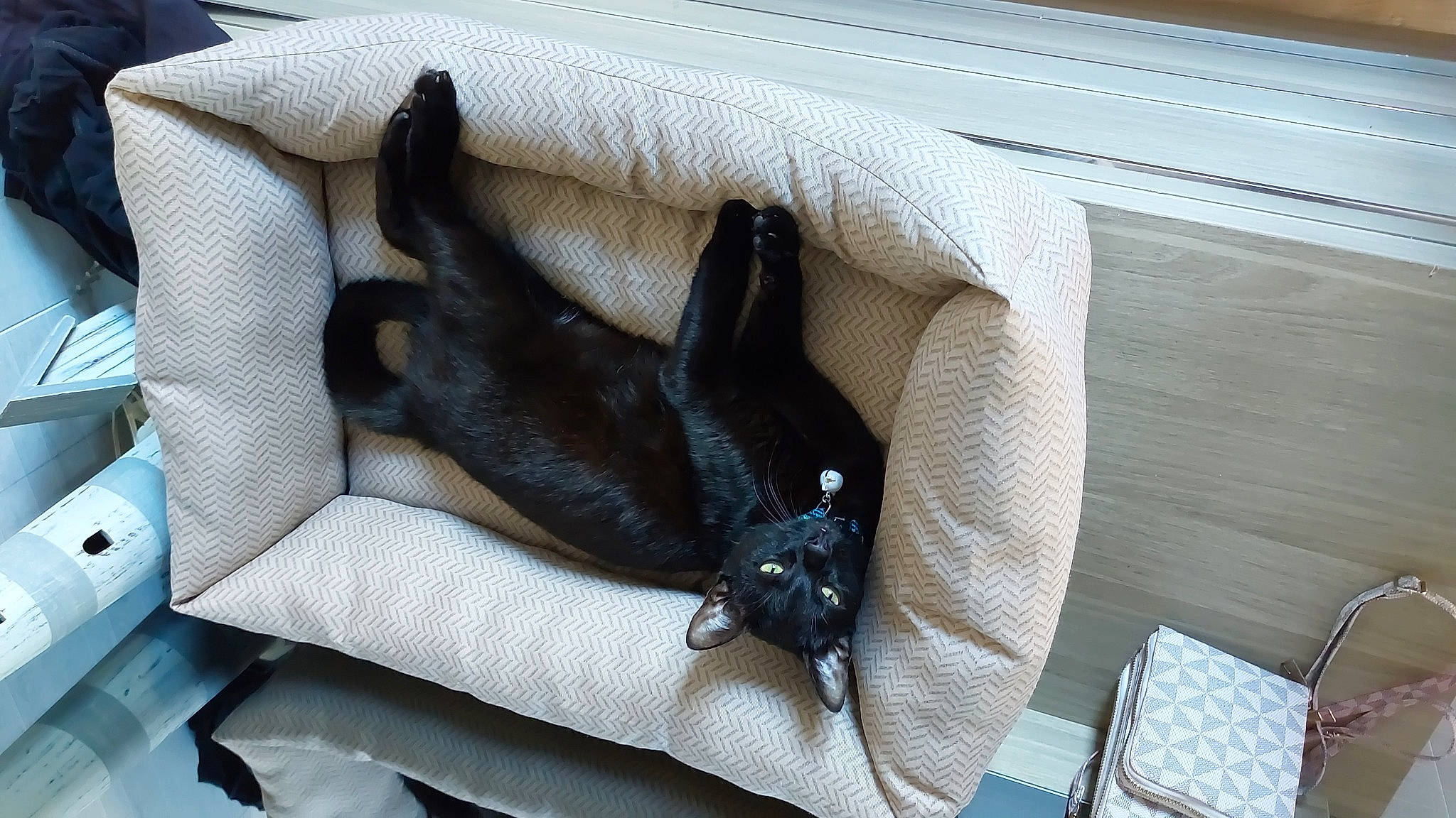 Automne a rejoint le concours — aidez-le/la à gagner de superbes lots ! auto_part, bag, canidae, carnivore, comfort, companion_dog, couch, dog, dog_breed, fawn, felidae, guard_dog, linens, non_sporting_group, paw, sporting_group, tail, toy_dog, window, working_animal