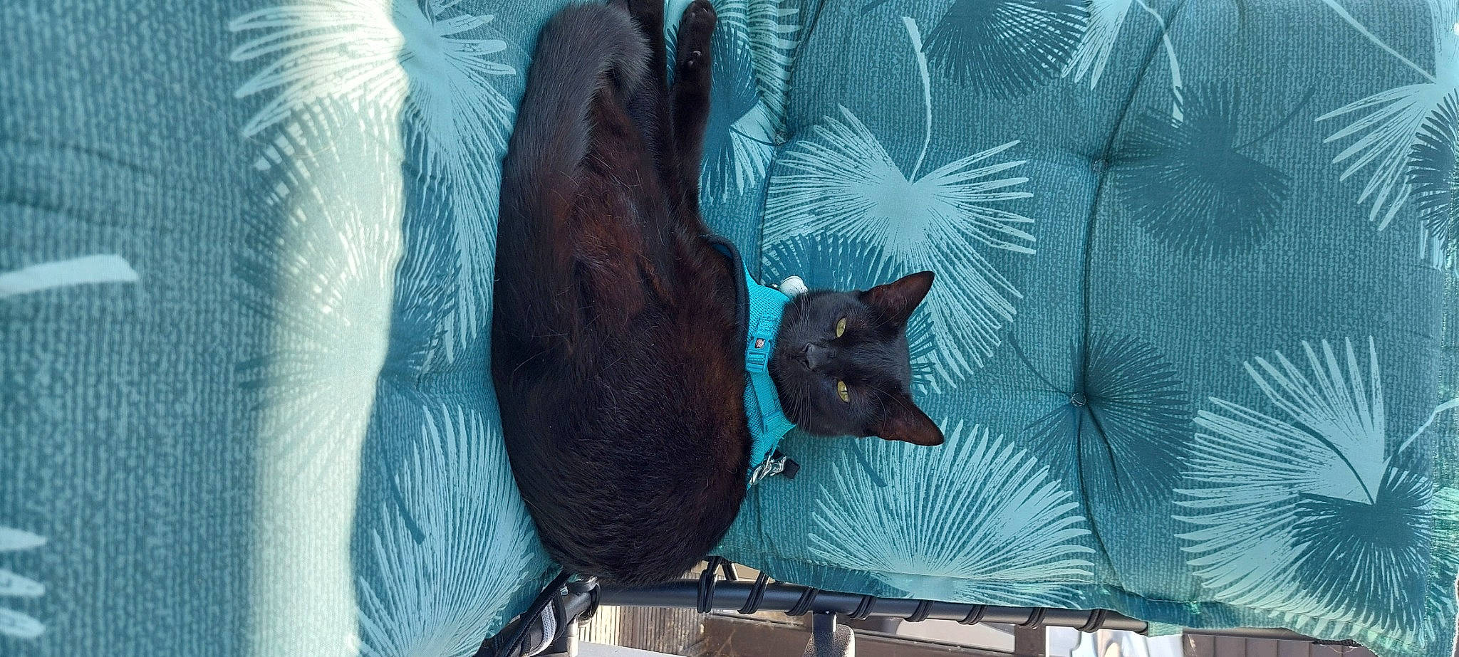 Automne a rejoint le concours — aidez-le/la à gagner de superbes lots ! azure, bag, black_cat, bombay, carnivore, cat, cat_supply, comfort, domestic_short_haired_cat, electric_blue, felidae, fur, linens, organism, pattern, small_to_medium_sized_cats, tail, textile, tree, whiskers