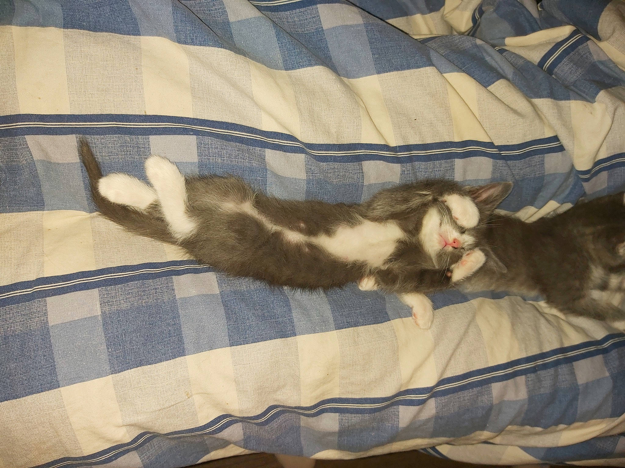 Papuche a rejoint le concours — aidez-le/la à gagner de superbes lots ! bedding, brown, carnivore, cat, comfort, couch, domestic_short_haired_cat, fawn, felidae, fur, grey, linens, pattern, paw, plaid, room, small_to_medium_sized_cats, tail, textile, whiskers