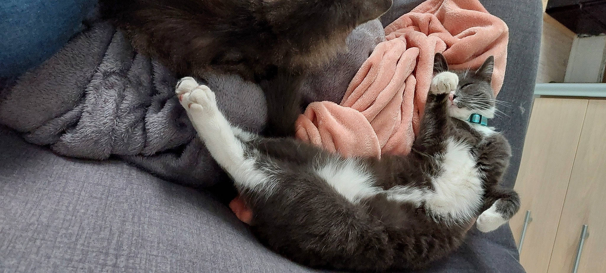 Papuche a rejoint le concours — aidez-le/la à gagner de superbes lots ! canidae, carnivore, cat, claw, comfort, companion_dog, dog_breed, domestic_short_haired_cat, felidae, foot, fur, gesture, nail, paw, small_to_medium_sized_cats, snout, sporting_group, tail, whiskers, wrist