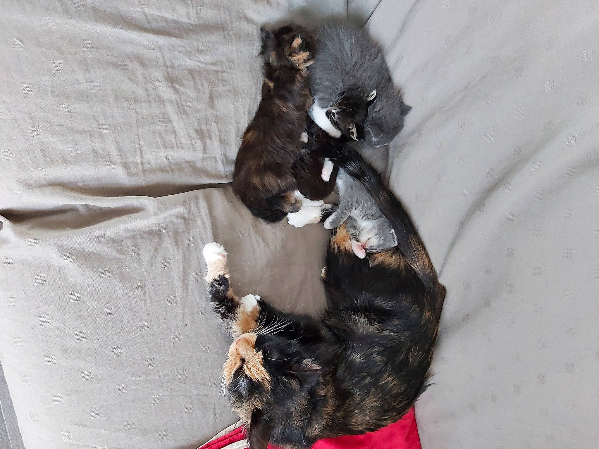 Papuche participe au concours pour gagner de l'argent avec cette photo : black_cat, canidae, carnivore, cat, claw, comfort, companion_dog, dog_breed, domestic_short_haired_cat, felidae, fur, liver, paw, small_to_medium_sized_cats, snout, sporting_group, tail, terrestrial_animal, whiskers