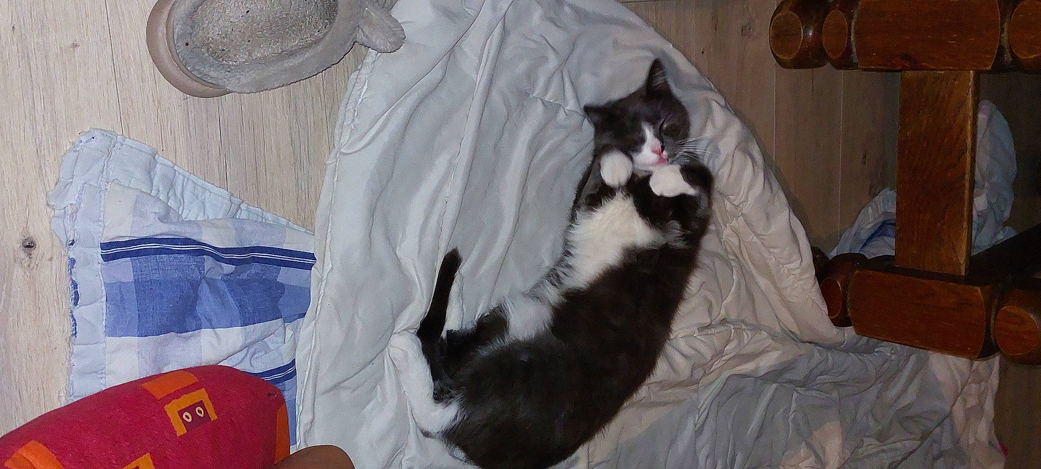 Papuche participe au concours pour gagner de l'argent avec cette photo : carnivore, cat, cat_supply, comfort, domestic_short_haired_cat, felidae, formal_wear, fur, lap, linens, room, sleeve, small_to_medium_sized_cats, tail, terrestrial_animal, whiskers