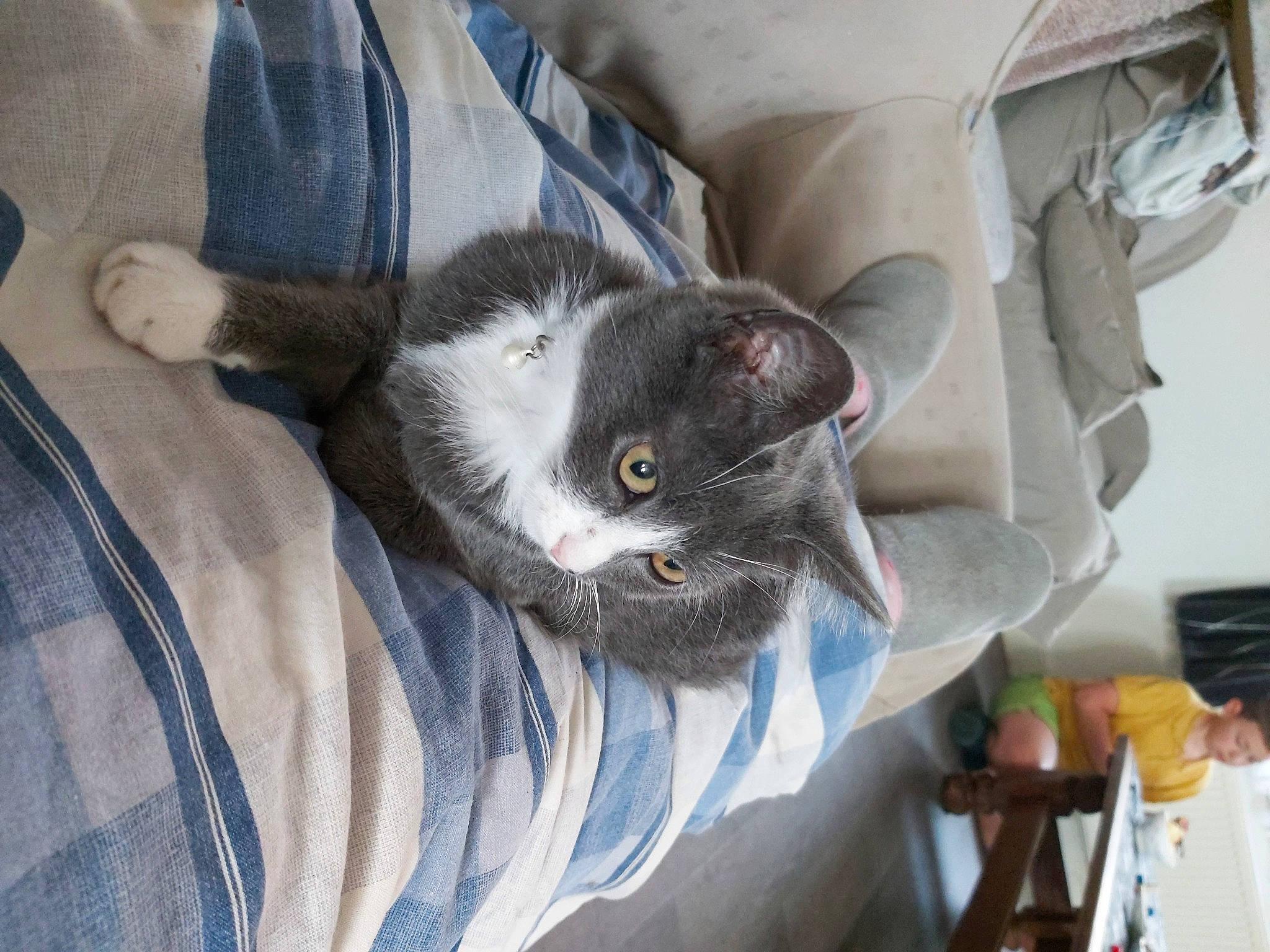 Papuche a rejoint le concours — aidez-le/la à gagner de superbes lots ! carnivore, cat, claw, comfort, domestic_short_haired_cat, felidae, fur, grey, paw, small_to_medium_sized_cats, tail, vehicle, whiskers