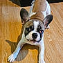 animal, books, box, brown_and_white, companion, curious, cute, dog, ears, floor, french_bulldog, indoor, looking_up, pet, playful, puppy, shelf, stretching, wooden_floor, young_dog