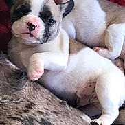 Tutus a rejoint le concours — aidez-le/la à gagner de superbes lots ! puppy, dog, sleeping, close_up, fur, paw, cute, relaxed, animal, pet, young, adorable, white, brown, black, soft, cozy, resting, indoor, snuggling