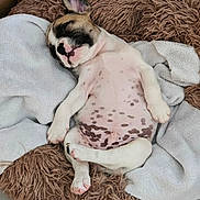 Tutus participe au concours pour gagner de l'argent avec cette photo : puppy, dog, sleeping, bed, blanket, fluffy, cute, relaxed, spotted, indoor, pet, animal, cozy, resting, fur, canine, paw, nose, ear, young