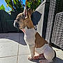 Tutus a rejoint le concours — aidez-le/la à gagner de superbes lots ! blue_sky, clouds, cute, dog, domestic_animal, french_bulldog, greenery, nature, outdoor, pet, plants, puppy, shadow, side_view, sitting, small_dog, sunlight, tiled_floor, wicker_furniture, young_animal
