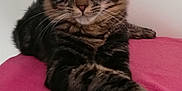 Pep participe au concours pour gagner de l'argent avec cette photo : cat, tabby_cat, feline, pet, animal, paws, fur, whiskers, green_eyes, lying_down, pink_blanket, indoor, resting, cute, domestic_animal, closeup, portrait, relaxed, striped, mammal