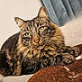 cat, tabby, pet, animal, feline, fur, whiskers, green_eyes, close_up, portrait, indoor, cozy, blanket, relaxed, cute, domestic_cat, mammal, soft_fur, resting, comfortable