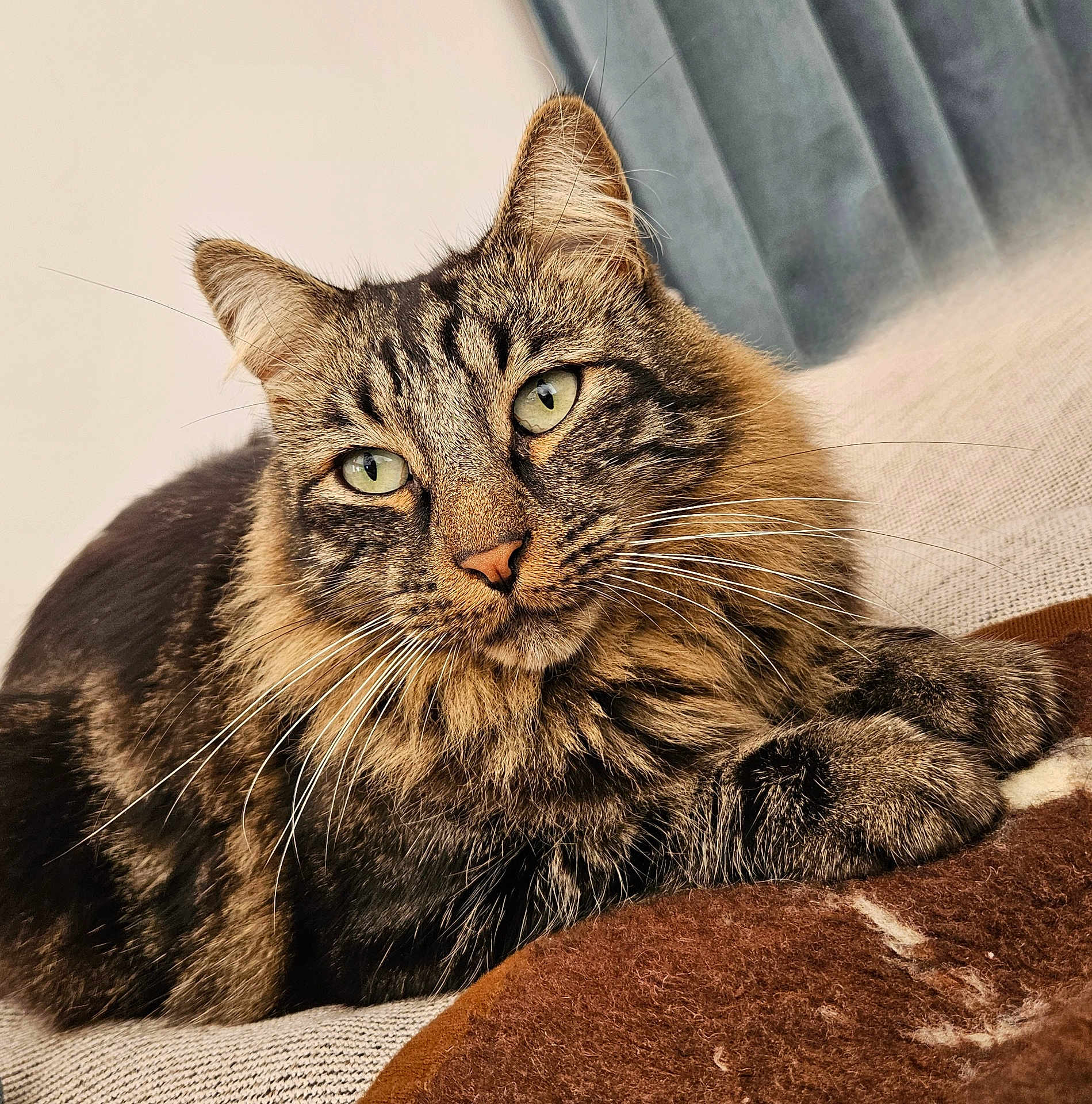 Pep a rejoint le concours — aidez-le/la à gagner de superbes lots ! cat, tabby, pet, animal, feline, fur, whiskers, green_eyes, close_up, portrait, indoor, cozy, blanket, relaxed, cute, domestic_cat, mammal, soft_fur, resting, comfortable