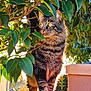 cat, tabby, animal, pet, outdoor, sunlight, leaf, plant, nature, greenery, feline, portrait, whiskers, fur, tree, sunshine, garden, curious, standing, shadow