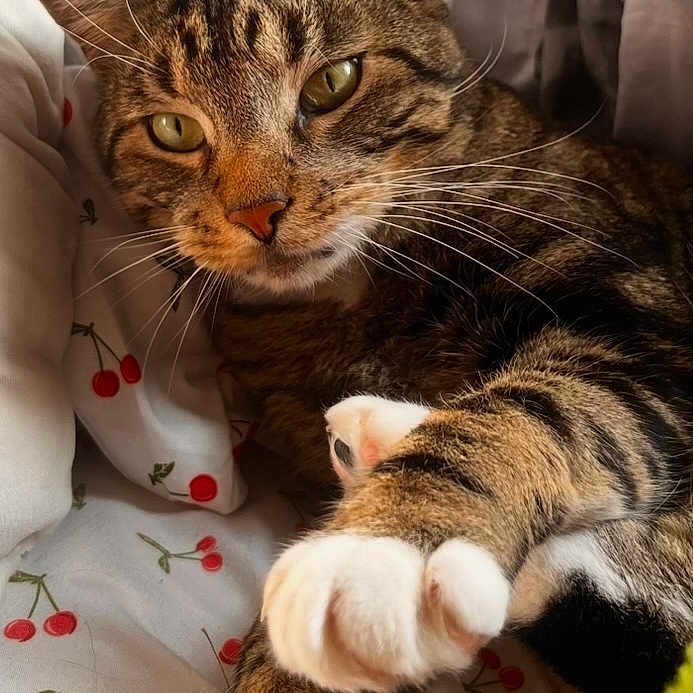Jasper is registered to the contest to win money with this photo: abyssinian, animal, bed, blanket, bodypart, cat, couch, cushion, furniture, hardwood, homedecor, kitten, manx, mouth, ocelot, person, pet, quilt, sleeping, wood