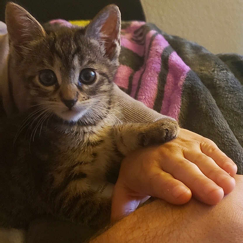 Lady Bagheera joined the competition — help win amazing prizes! abyssinian, animal, blanket, bodypart, cat, chair, couch, face, finger, furniture, hand, head, kitten, manx, person, pet, photography, portrait, quilt, wrist