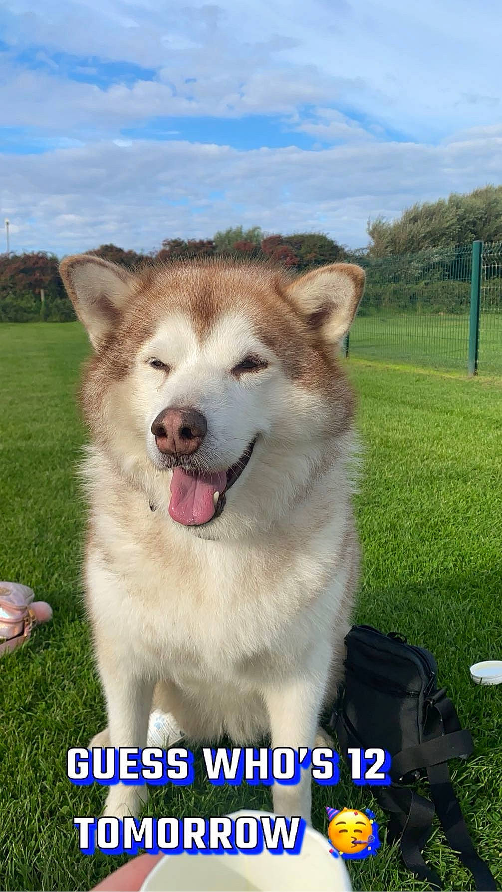 Nikka joined the competition — help win amazing prizes! carnivore, cloud, collar, companion_dog, dog, dog_breed, fawn, fur, grass, happy, photo_caption, plant, sky, snout, sporting_group, terrestrial_animal, tree, wildlife, working_animal, working_dog