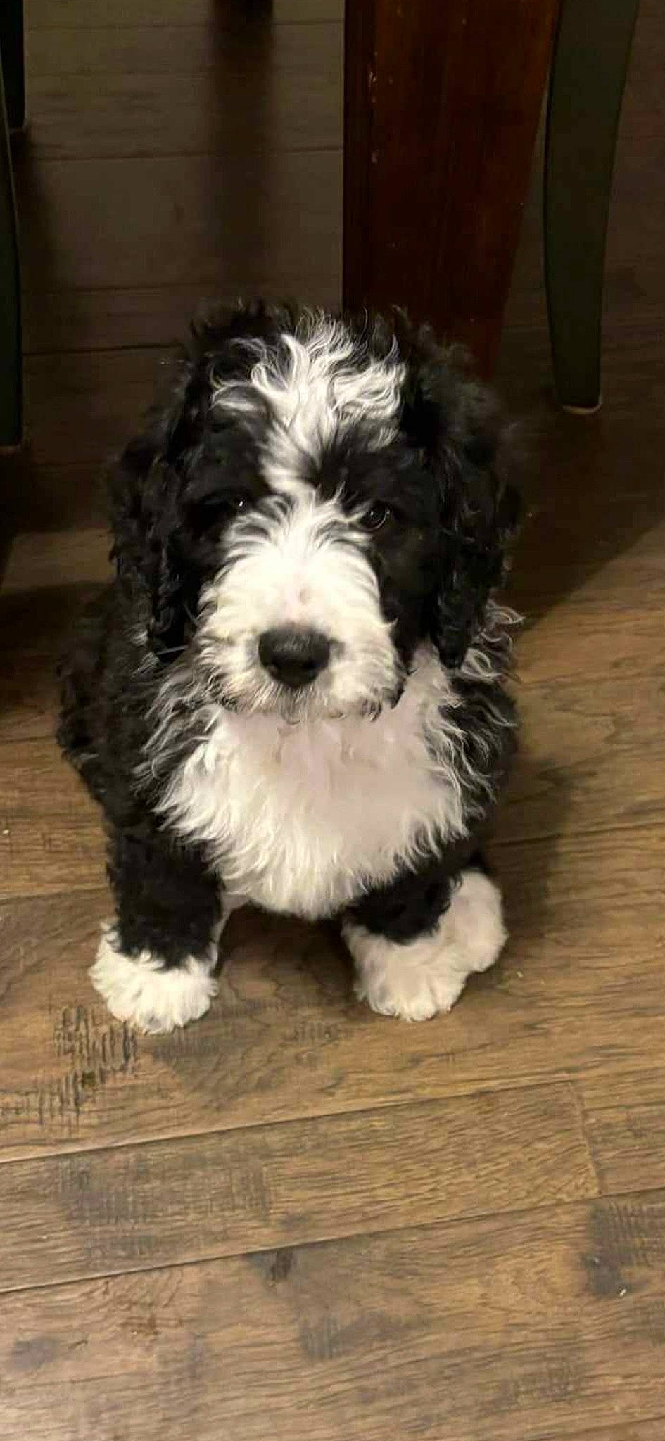 Theodore joined the competition — help win amazing prizes! canidae, carnivore, companion_dog, dog, dog_breed, flooring, fur, hardwood, mal_shi, maltepoo, non_sporting_group, shih_poo, small_terrier, snout, sporting_group, terrier, toy_dog, water_dog, wood, working_animal