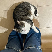 Wooley is registered to the contest to win money with this photo: animal, cat, comfort, cozy, cuddling, feline, floor, green_eyes, indoor, jeans, legs, pet, resting, ripped_jeans, shadow, slippers, striped, tabby, tile, white_paw