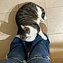 animal, cat, comfort, cozy, cuddling, feline, floor, green_eyes, indoor, jeans, legs, pet, resting, ripped_jeans, shadow, slippers, striped, tabby, tile, white_paw