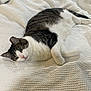 Wooley is registered to the contest to win money with this photo: animal, bed, blanket, cat, comfortable, cozy, cute, feline, fur, indoor, lying_down, paw, pet, relaxed, resting, sleepy, tabby_cat, textured_blanket, whiskers, white_cat