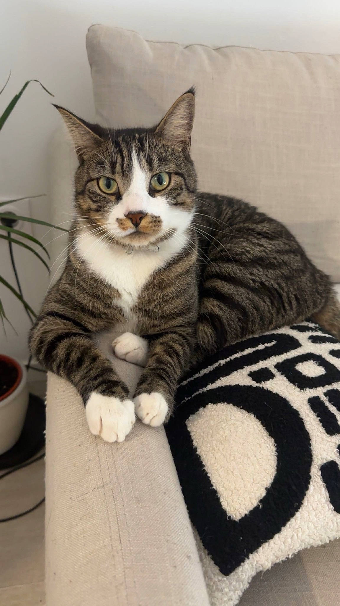 Gucci a rejoint le concours — aidez-le/la à gagner de superbes lots ! carnivore, cat, cat_supply, comfort, domestic_short_haired_cat, drink, drinkware, felidae, flowerpot, fur, houseplant, ingredient, paw, plant, serveware, small_to_medium_sized_cats, snout, tableware, tail, whiskers