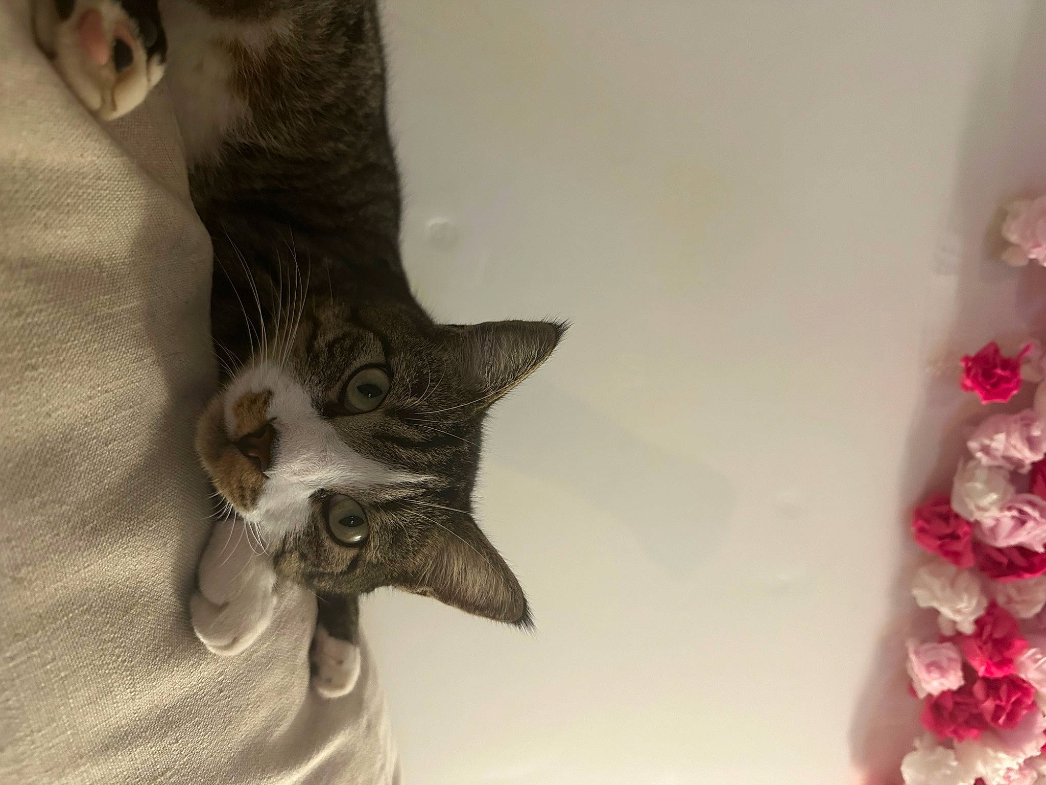 Gucci participe au concours pour gagner de l'argent avec cette photo : artificial_flower, carnivore, cat, claw, domestic_short_haired_cat, elbow, fashion_accessory, felidae, fur, gesture, human_leg, jewellery, metal, paw, peach, petal, small_to_medium_sized_cats, snout, tail, whiskers