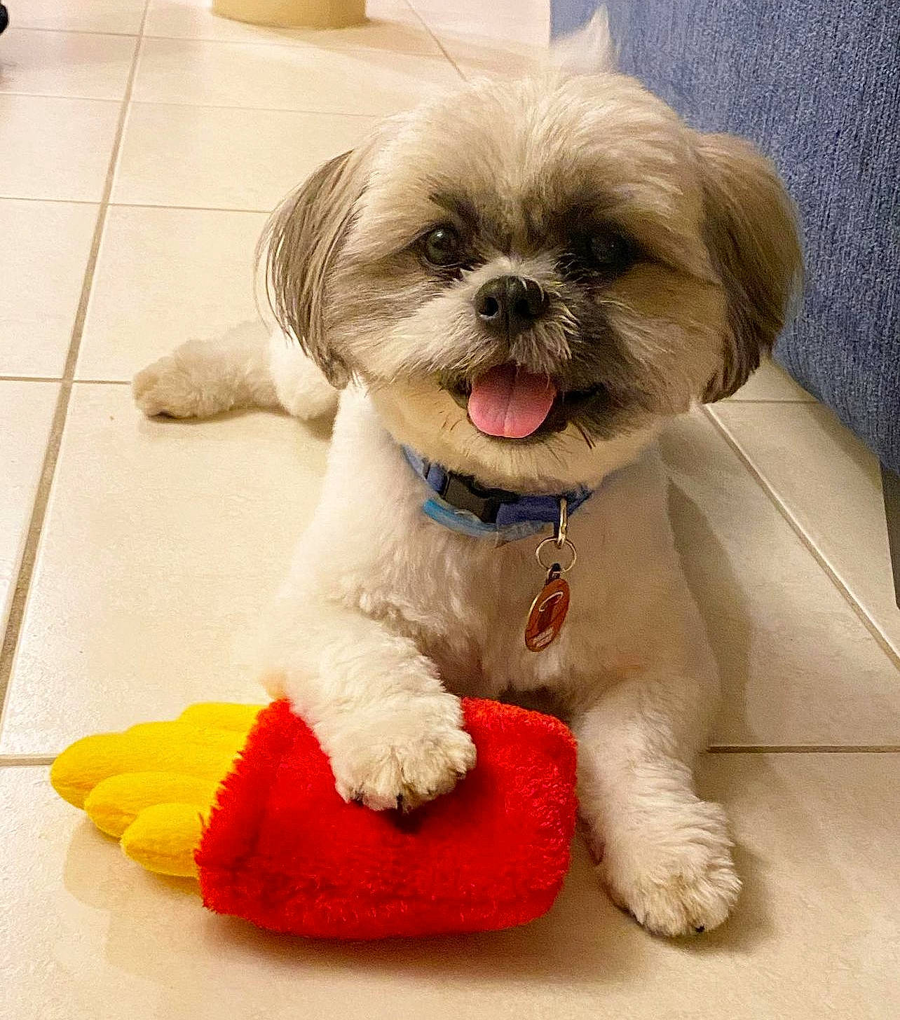Lucas is registered to the contest to win money with this photo: carnivore, companion_dog, dog, dog_breed, dog_collar, dog_supply, eyewear, fawn, flooring, fur, liver, pet_supply, shih_poo, shih_tzu, small_terrier, smile, snout, sporting_group, toy_dog, working_animal