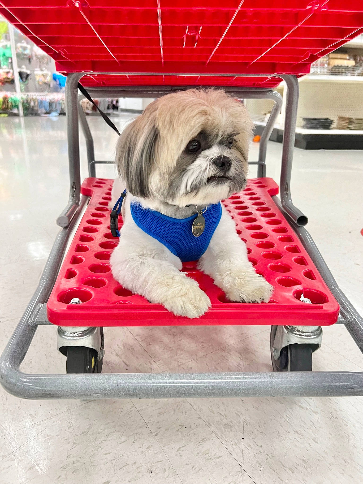 Lucas joined the competition — help win amazing prizes! canidae, carnivore, collar, companion_dog, dog, dog_breed, dog_clothes, dog_collar, dog_supply, fashion_accessory, pet_supply, puppy, recreation, small_terrier, snout, sporting_group, tire, toy_dog, vehicle, working_animal