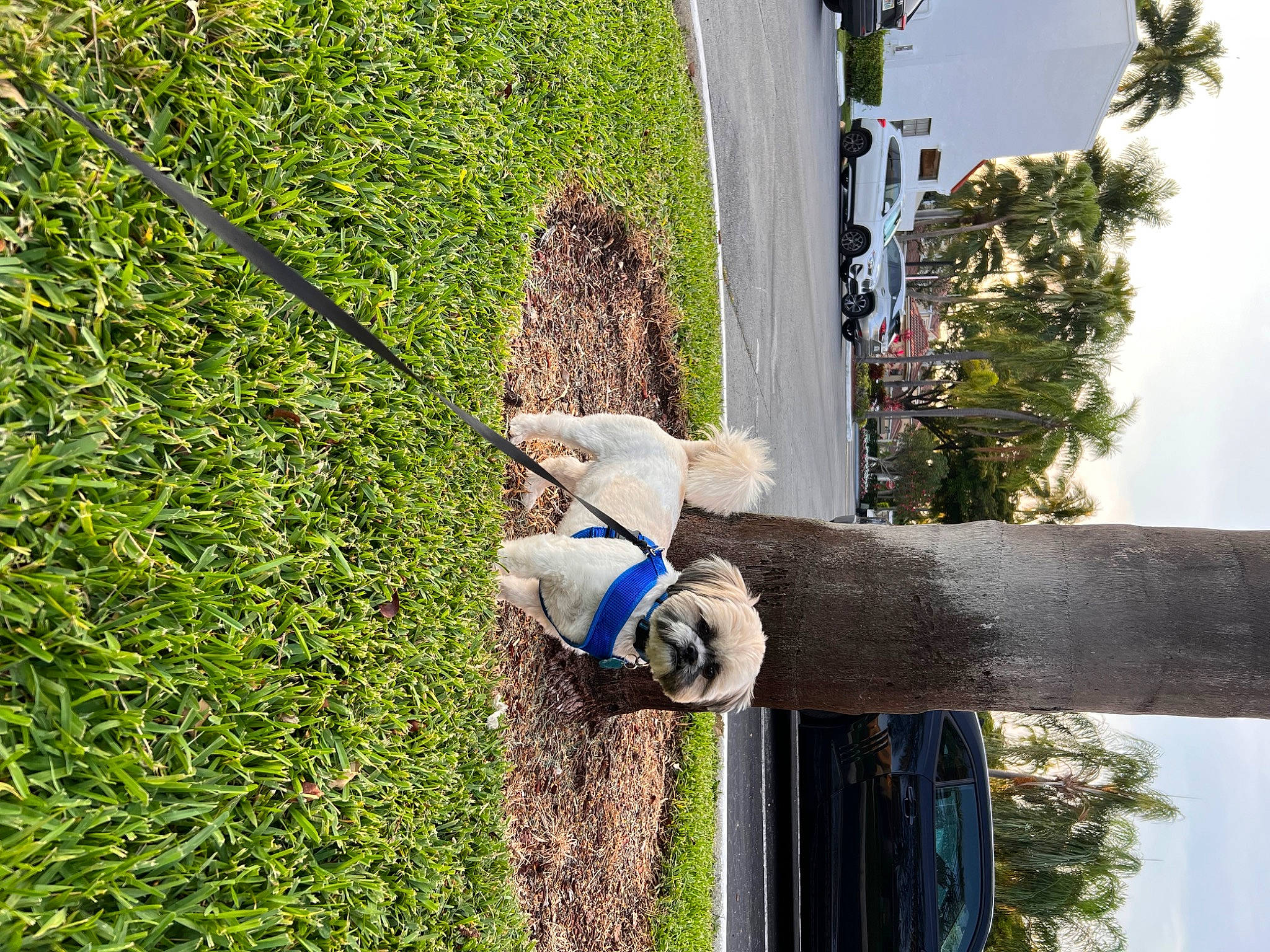 Lucas is registered to the contest to win money with this photo: electric_blue, fun, grass, groundcover, landscape, leisure, palm_tree, people_in_nature, plant, recreation, shrub, sky, soil, toy, tree, trunk, wood, woody_plant