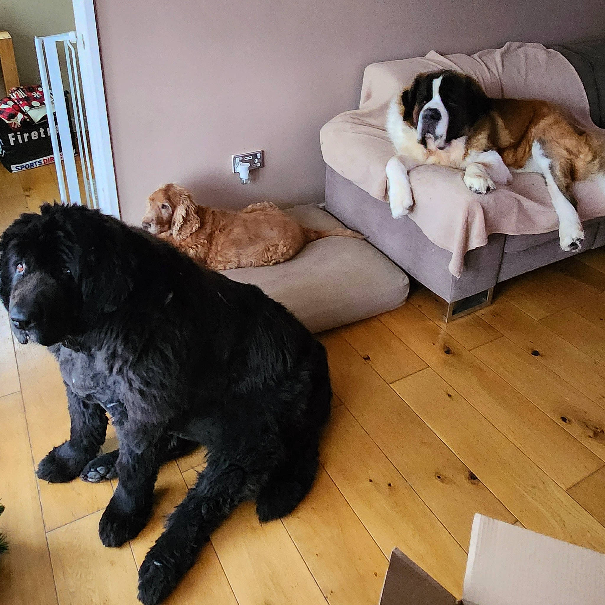 Arthur is registered to the contest to win money with this photo: beaglier, canidae, carnivore, comfort, companion_dog, dog, dog_breed, dog_supply, felidae, floor, flooring, hardwood, mammal, pet_supply, room, shelf, sporting_group, vertebrate, wood, working_animal