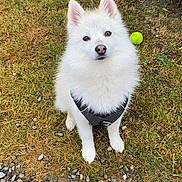 Koda a rejoint le concours — aidez-le/la à gagner de superbes lots ! dog, white_dog, fluffy, pet, harness, grass, pebbles, tennis_ball, stick, outdoor, animal, sitting, cute, attentive, nature, garden, small_dog, fur, canine, daylight