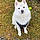 Koda