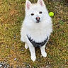 dog, white_dog, fluffy, pet, harness, grass, pebbles, tennis_ball, stick, outdoor, animal, sitting, cute, attentive, nature, garden, small_dog, fur, canine, daylight