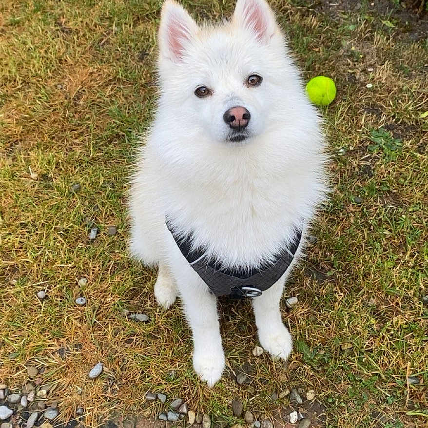 Koda a rejoint le concours — aidez-le/la à gagner de superbes lots ! dog, white_dog, fluffy, pet, harness, grass, pebbles, tennis_ball, stick, outdoor, animal, sitting, cute, attentive, nature, garden, small_dog, fur, canine, daylight