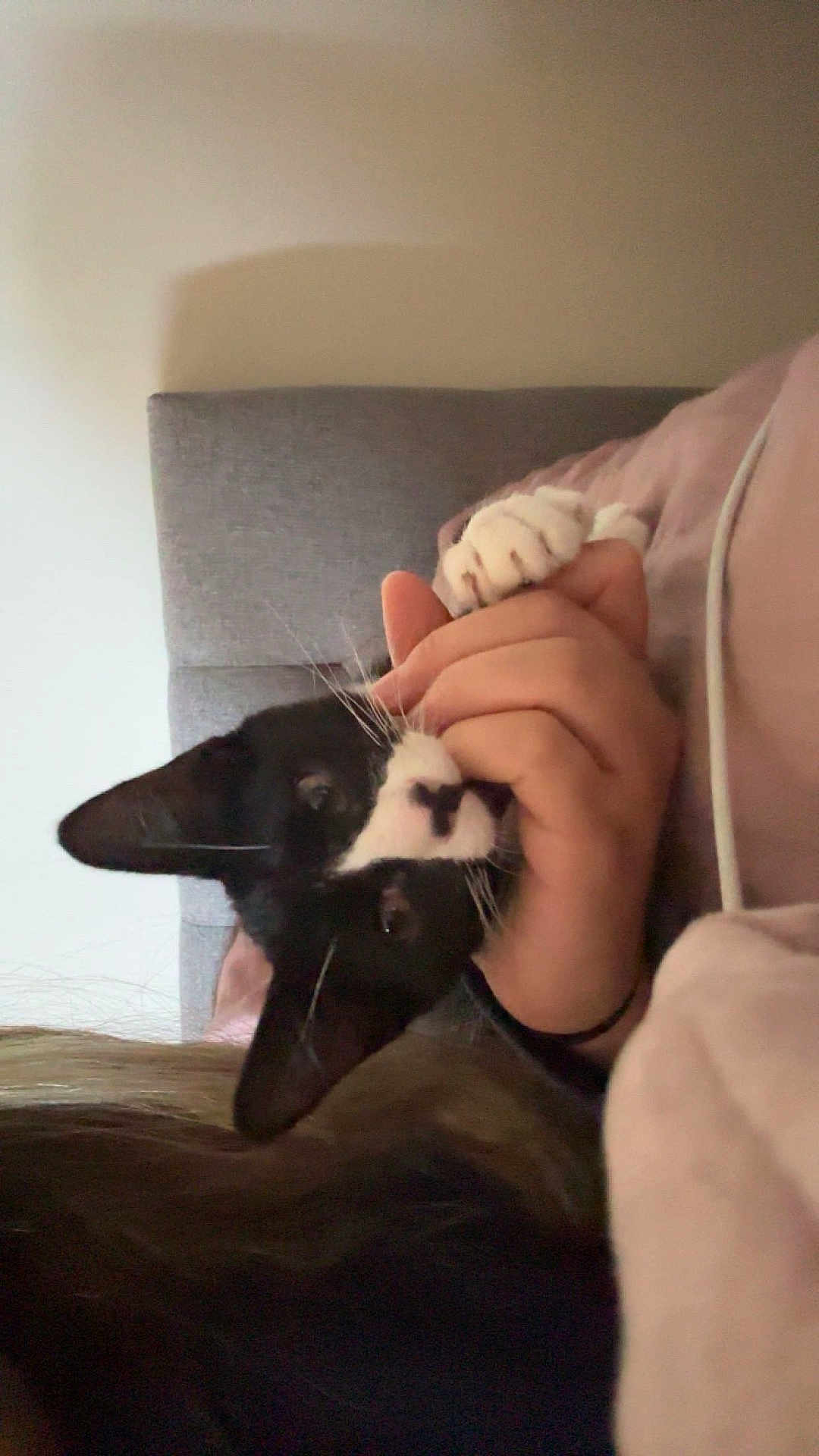 Louie
