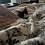 Louie joined the competition — help win amazing prizes! cat, black_and_white_cat, blanket, bed, indoor, cozy, patterned_blanket, soft_texture, furniture, window, chair, relaxation, domestic, pet, animal, resting, quiet, home, comfort, sleepy
