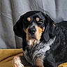 dog, black, tan, lying_down, blanket, indoor, pet, fur, canine, resting, portrait, animal, cute, muzzle, ears, expression, cozy, relaxed, fur_pattern, domestic