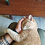 Yoco a rejoint le concours — aidez-le/la à gagner de superbes lots ! cat, comfort, cozy, feline, floor, glass_objects, hand, human_hand, indoor, lap, orange_cat, person, pet, relaxation, rest, sleeping, tattoo, wooden_table, woven_mat, wristband