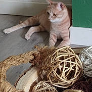 Yoco a rejoint le concours — aidez-le/la à gagner de superbes lots ! animal, basket, cat, closeup, corner, curious, decor, feline, floor, green_wall, indoor, orange_fur, pet, playful, relaxed, rope_handle, striped, tabby_cat, wood_floor, woven_balls