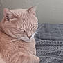 Yoco participe au concours pour gagner de l'argent avec cette photo : animal, blanket, cat, closeup, cozy, cute, domestic_animal, feline, fur, ginger_cat, indoor, mammal, nap, peaceful, pet, relaxation, resting, sleeping, soft, whiskers