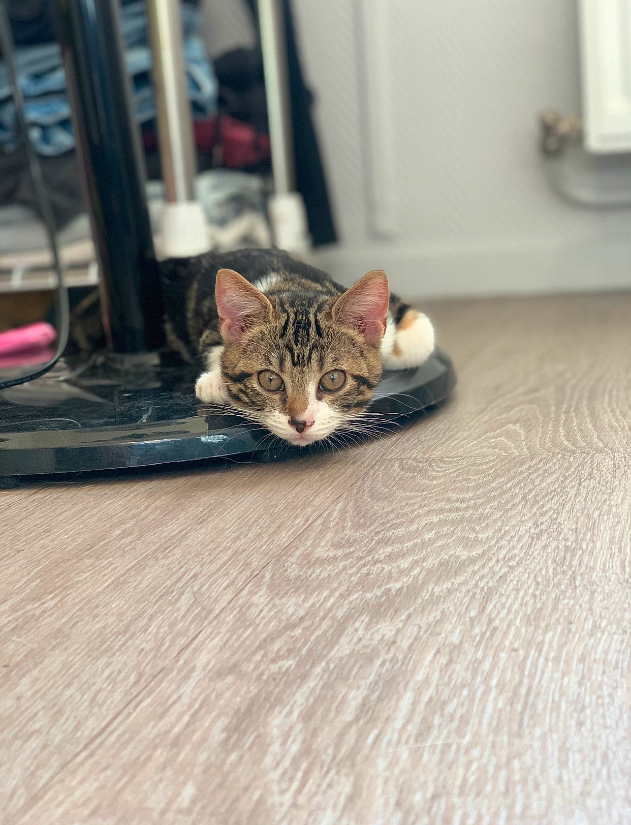 Joy participe au concours pour gagner de l'argent avec cette photo : carnivore, cat, claw, comfort, domestic_short_haired_cat, door, felidae, floor, flooring, fur, grey, hardwood, room, sitting, small_to_medium_sized_cats, snout, tail, terrestrial_animal, whiskers, wood