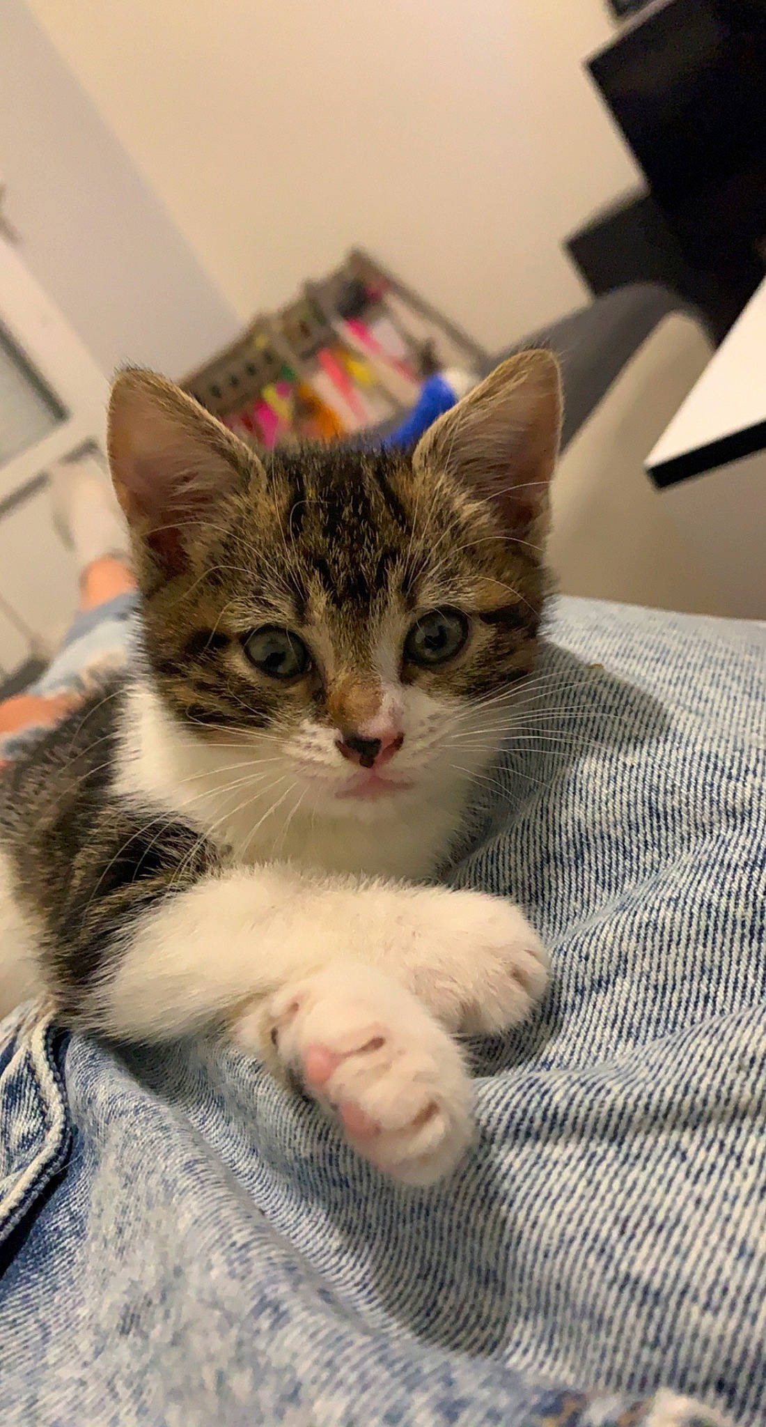 Joy a rejoint le concours — aidez-le/la à gagner de superbes lots ! carnivore, cat, claw, comfort, domestic_short_haired_cat, felidae, foot, fur, paw, sitting, small_to_medium_sized_cats, snout, whiskers