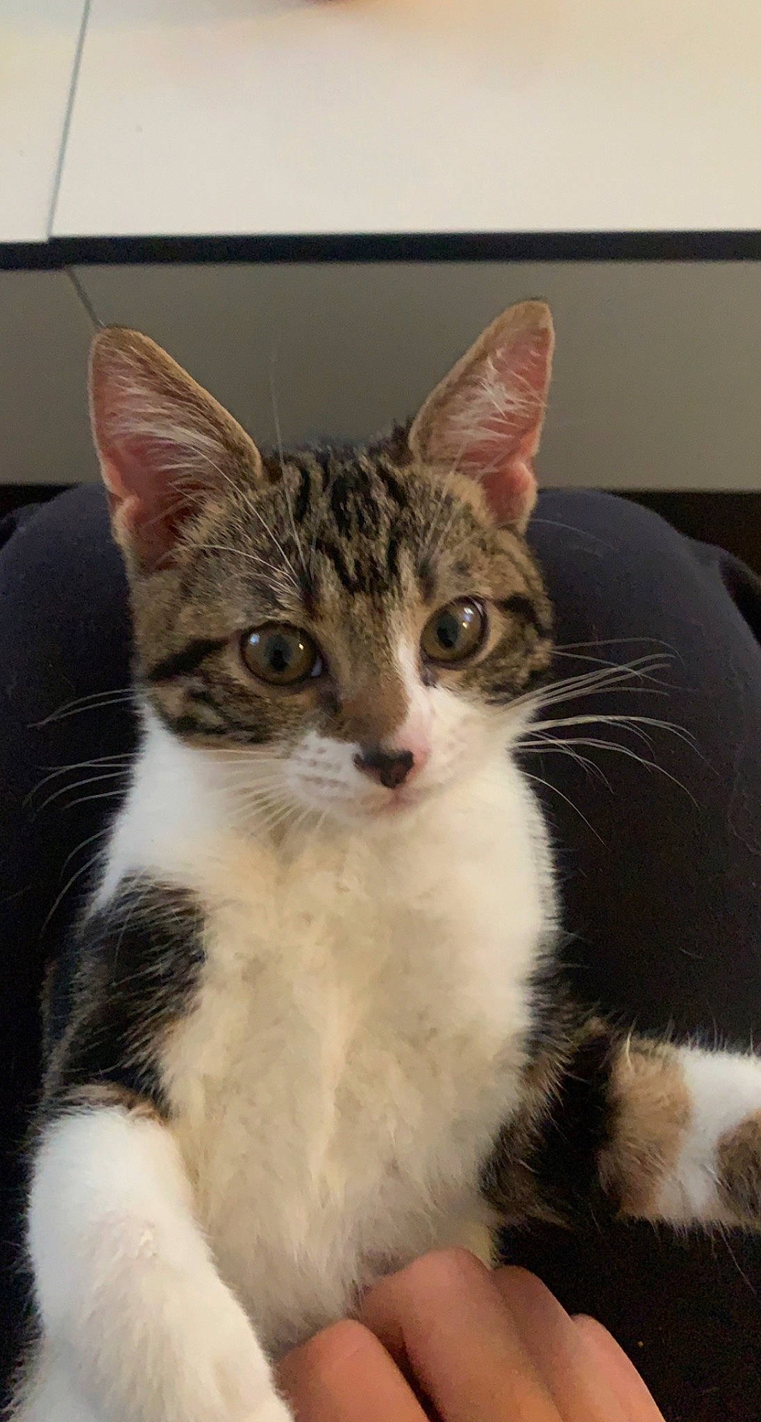 Joy participe au concours pour gagner de l'argent avec cette photo : carnivore, cat, domestic_short_haired_cat, felidae, fur, paw, sitting, small_to_medium_sized_cats, snout, terrestrial_animal, whiskers